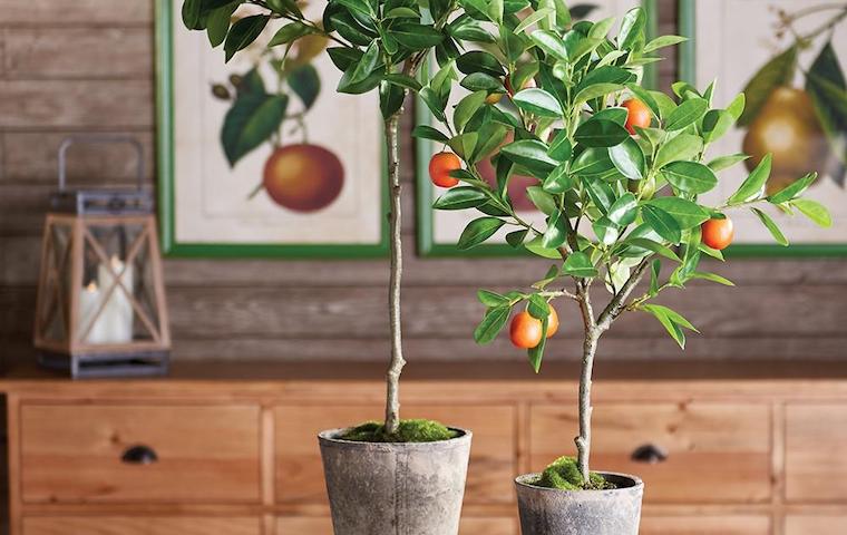 Topiaries & Boxwoods LookBook